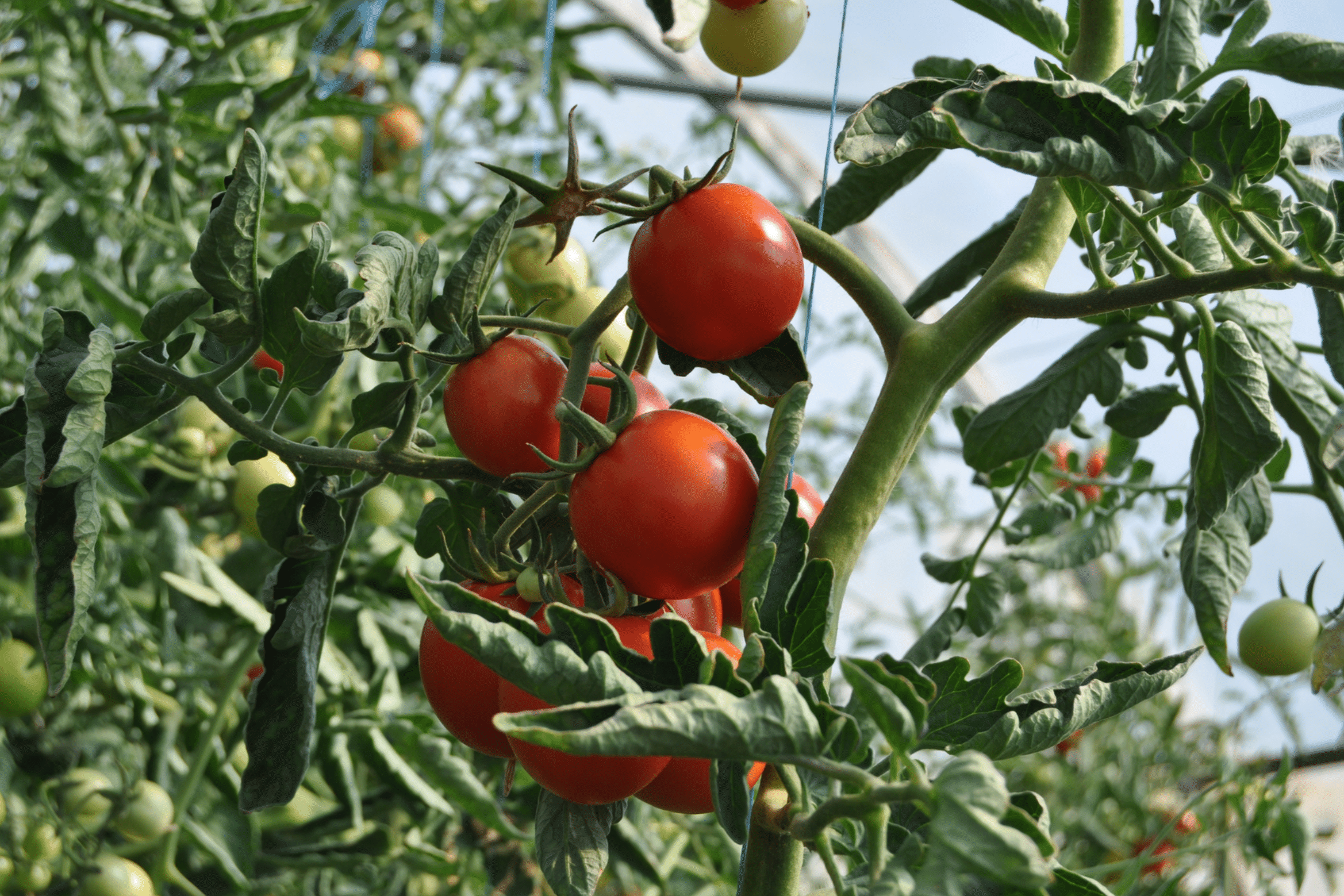 FAS AGRITECH